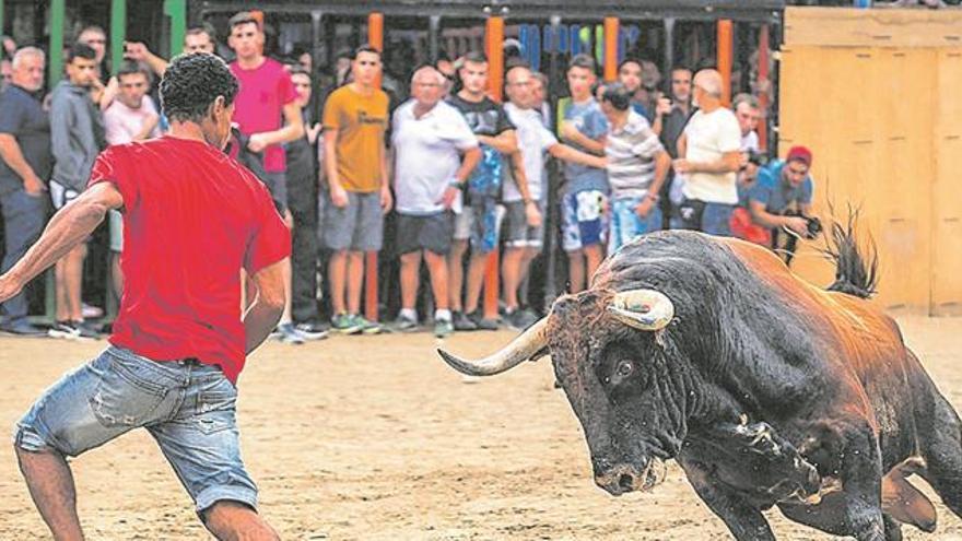 El Consell avala el «gran» impacto que los &#039;bous&#039; tienen en la economía