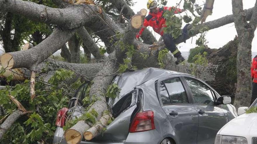 El árbol se desplomó sobre un vehículo y dañó a otros tres. // S. A.