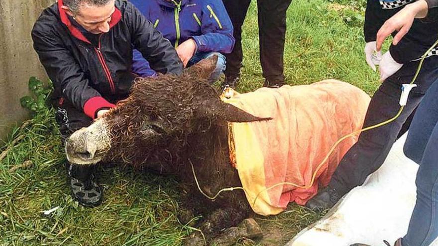 Declara ante la Guardia Civil el sospechoso de maltratar a una burra muerta en Llanes