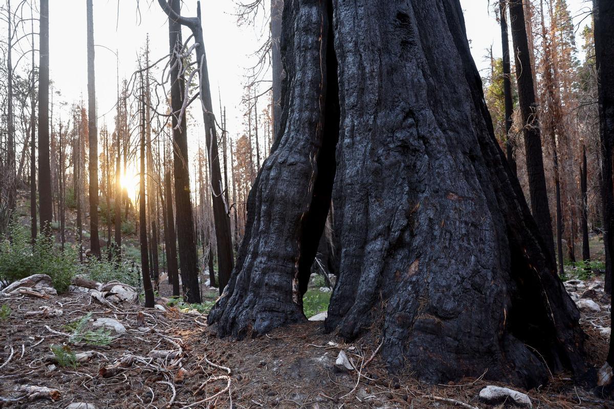 Los incendios forestales han destruido casi el 20 por ciento de todas las secuoyas gigantes en los últimos dos años en medio de la sequía.