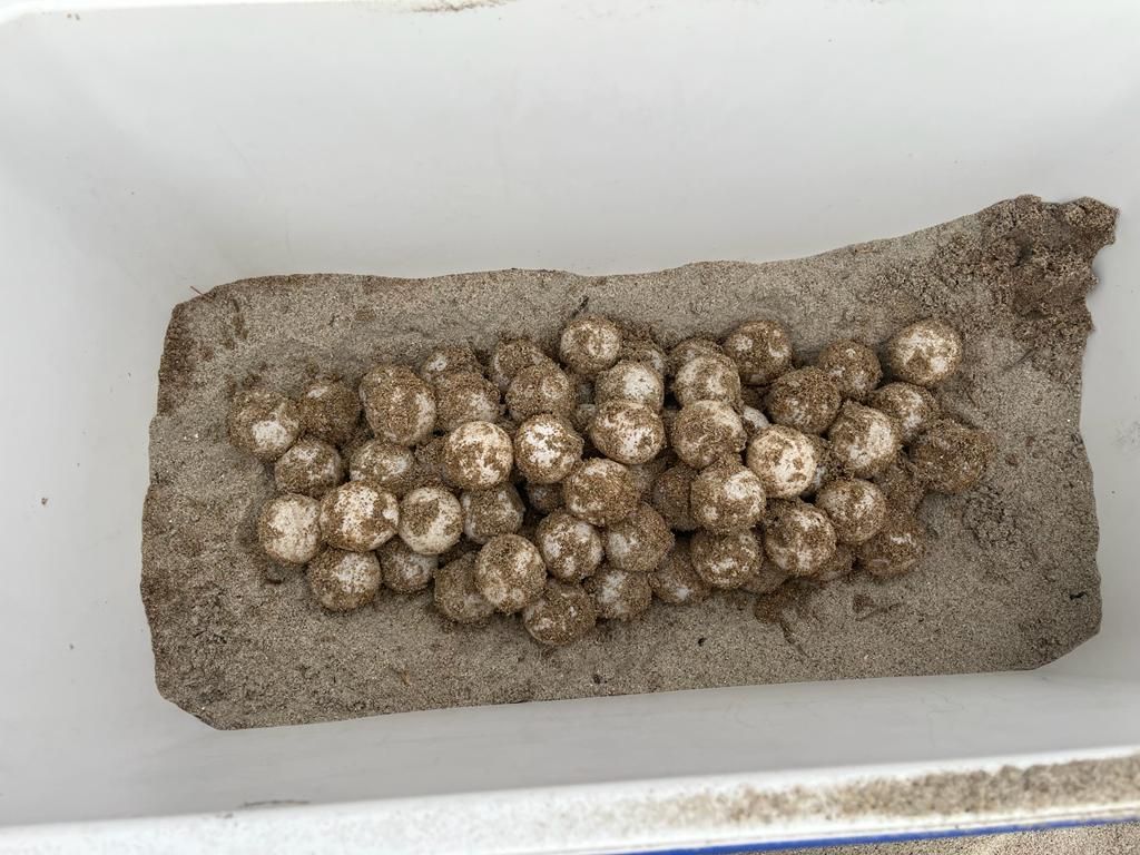 Descubren en Dénia un nuevo nido con huevos de tortuga