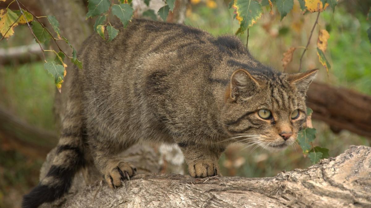 Ejemplar de gato montes.