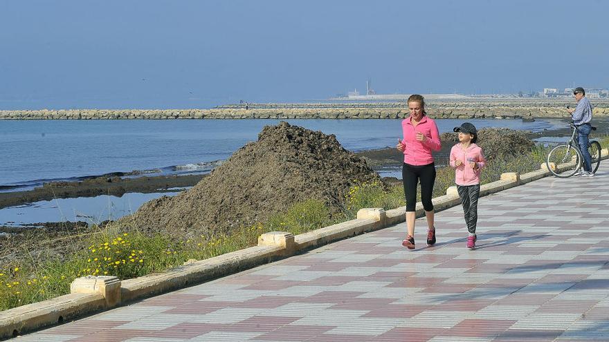 Las algas y restos de posidonia permanecen en montones en primera línea de playa en la zona urbana de Santa Pola.