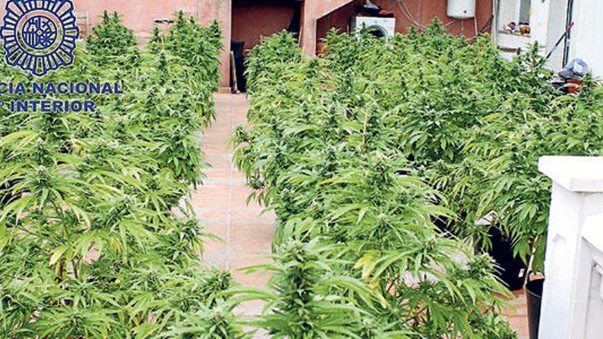 Plantación de marihuana en una parcela de El Hoyo.