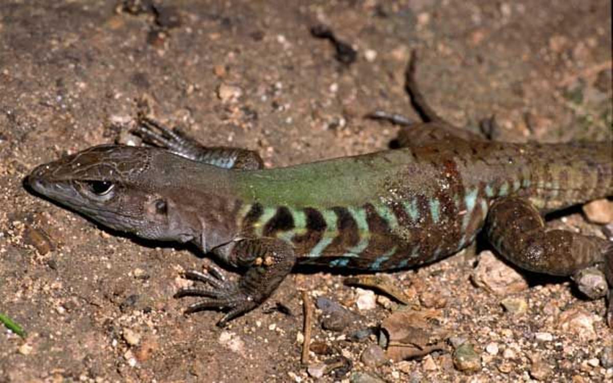 Lagarto Ameiva Arcoiris en Belice.