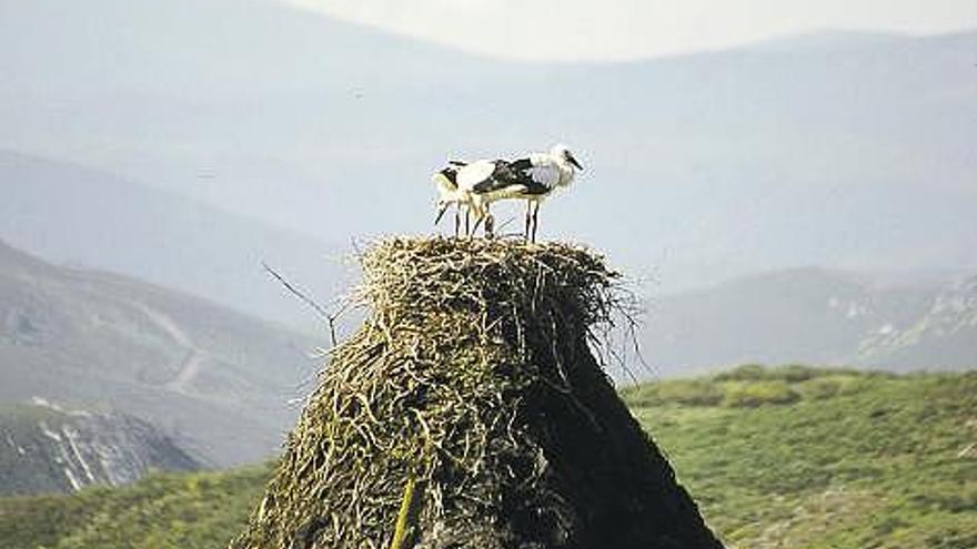 Los tres pollos criados en 2006, en el nido.