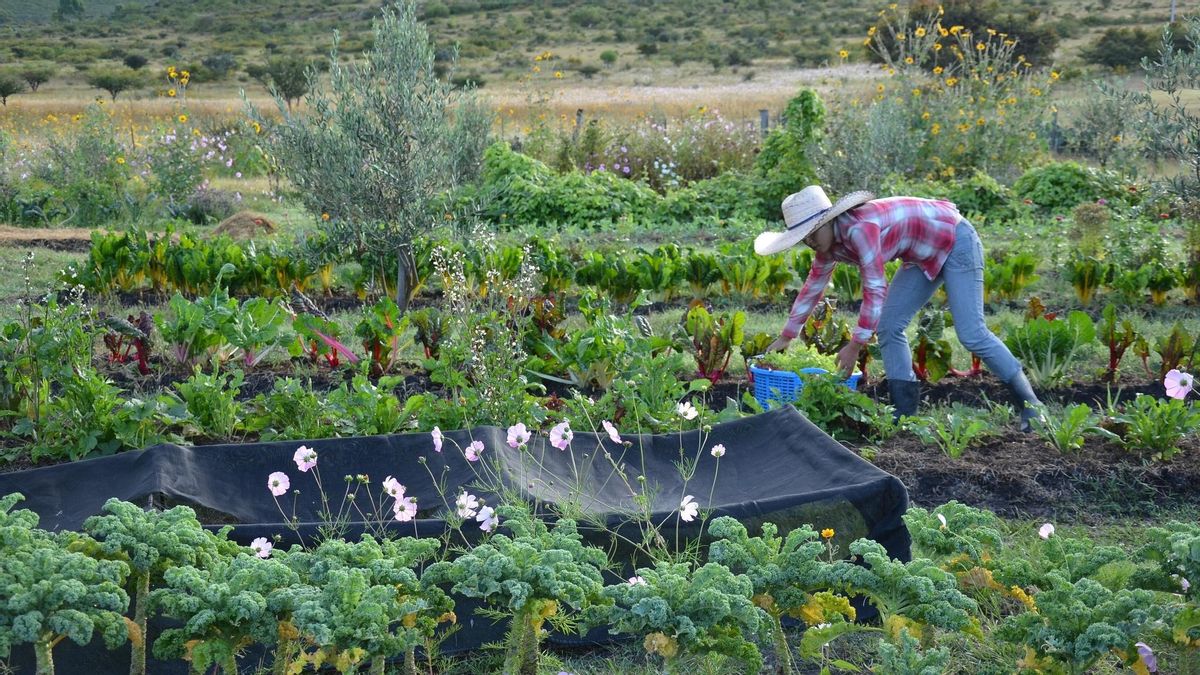 Nuevos sistemas de agricultura sostenible están despegando en España
