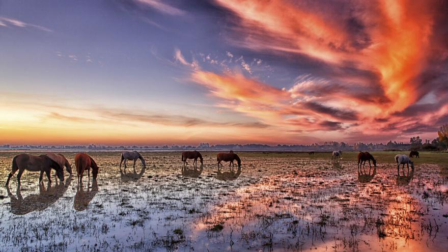 Doñana, en peligro: la Unesco exige un cambio radical en la gestión del humedal