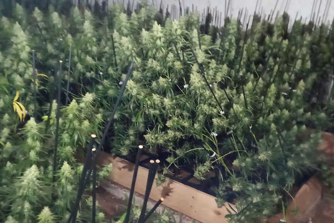 Els Mossos d’Esquadra desmantellen dues plantacions de marihuana a l’Empordà i detenen cinc persones
