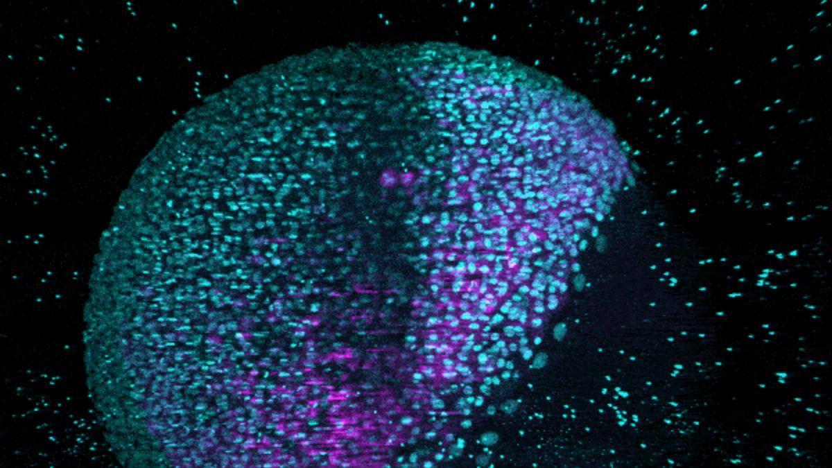 Un nuevo atlas de embriones de pez cebra permite apreciar bajo el microscopio su desarrollo paso a paso.
