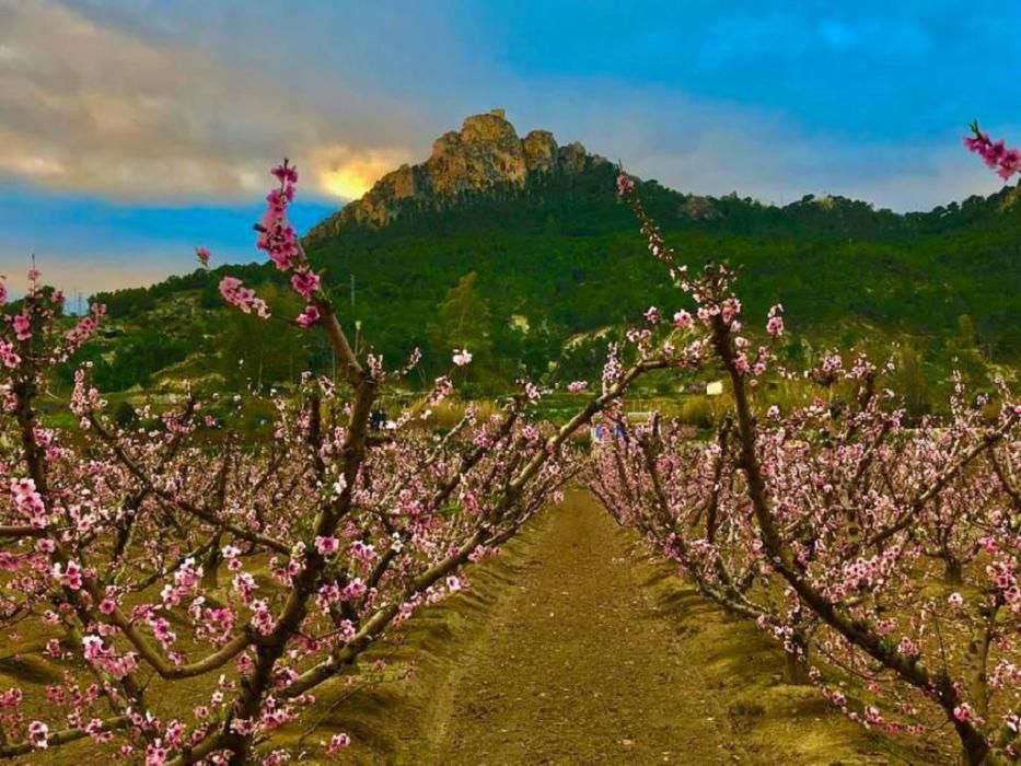 Y llegó la Floración, un manto de colores