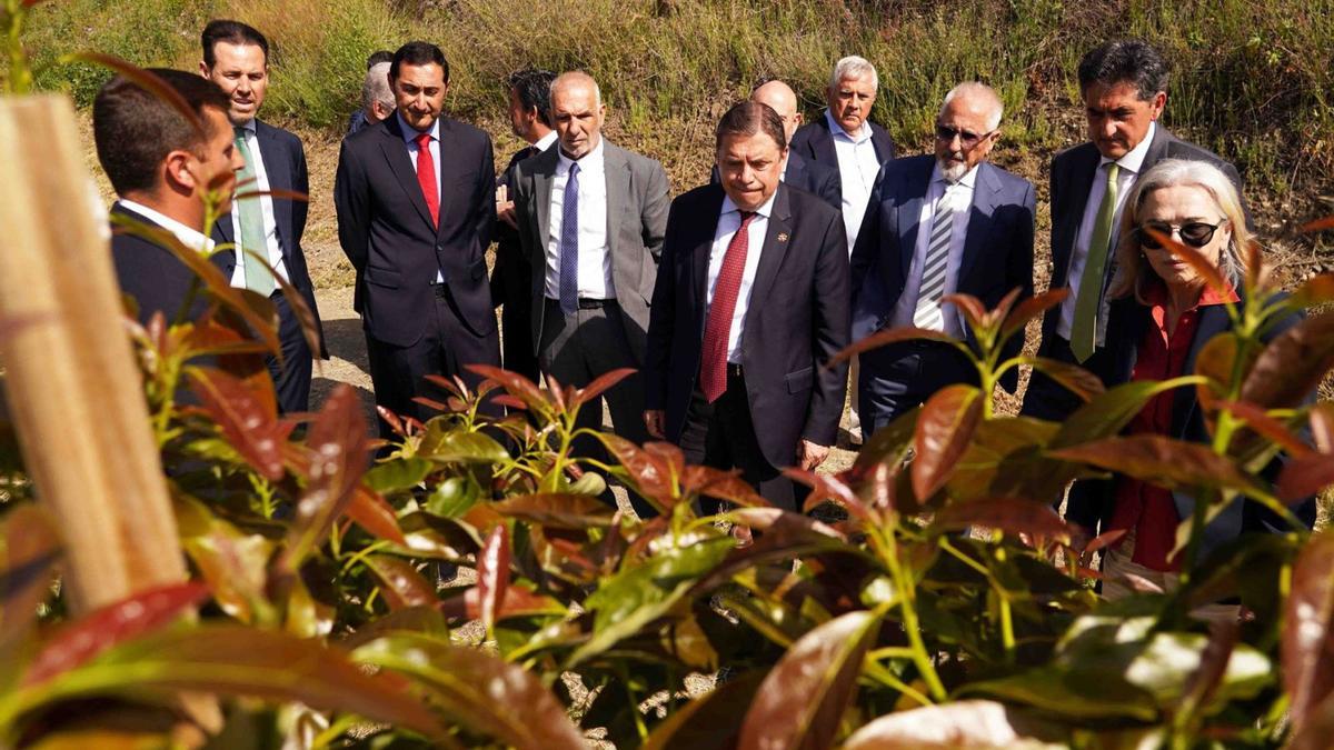 El ministro Luis Planas, que suele veranear en Nerja, durante la visita de este jueves a una de las plantaciones de árboles subtropicales.
