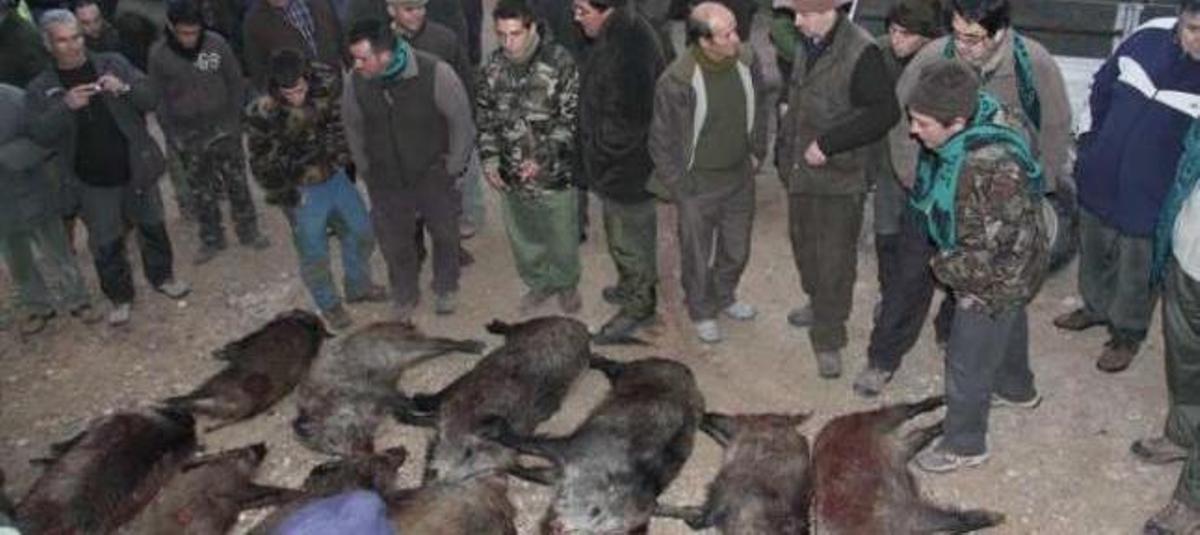 La presencia masiva de jabalíes en la Font Roja fuerza al Consell a autorizar cacerías