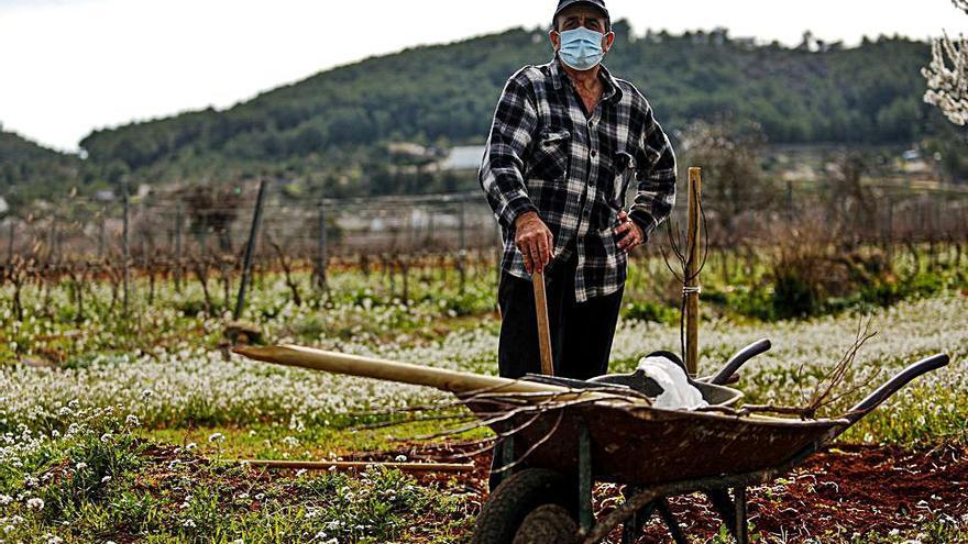 Mariano Costa con la carretilla en la que están algunos de los plantones de almendro, que son de la variedad Marta. 