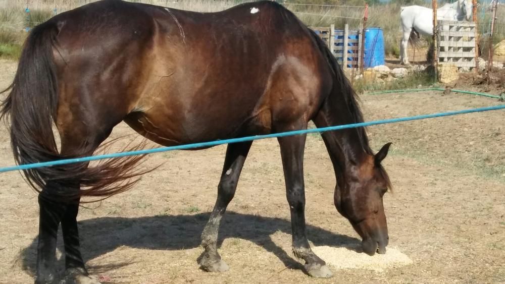 Las yeguas violadas por un hombre en Alcúdia