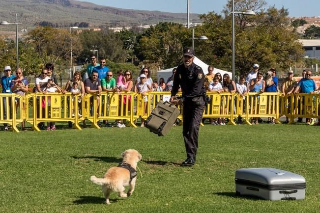 Feria de Mascotas de Maspalomas 2016