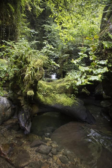 Las rutas de Asturias: las foces del río Pendón