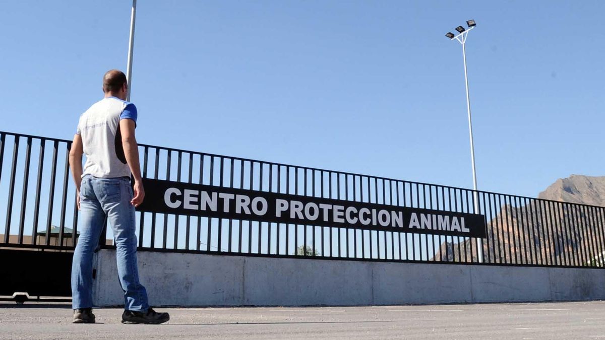 Archive image of the Orihuela Animal Protection Center Archive image of the Orihuela Animal Protection Center