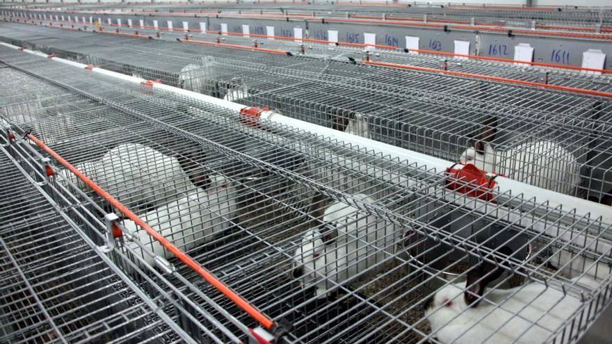 Unió de Pagesos reclama ajuts per a pal·liar la crisi del sector dels conills