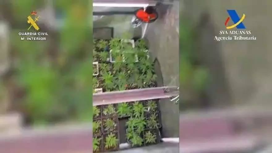 La Guardia Civil entra en dos casas y encuentra casi 450 plantas