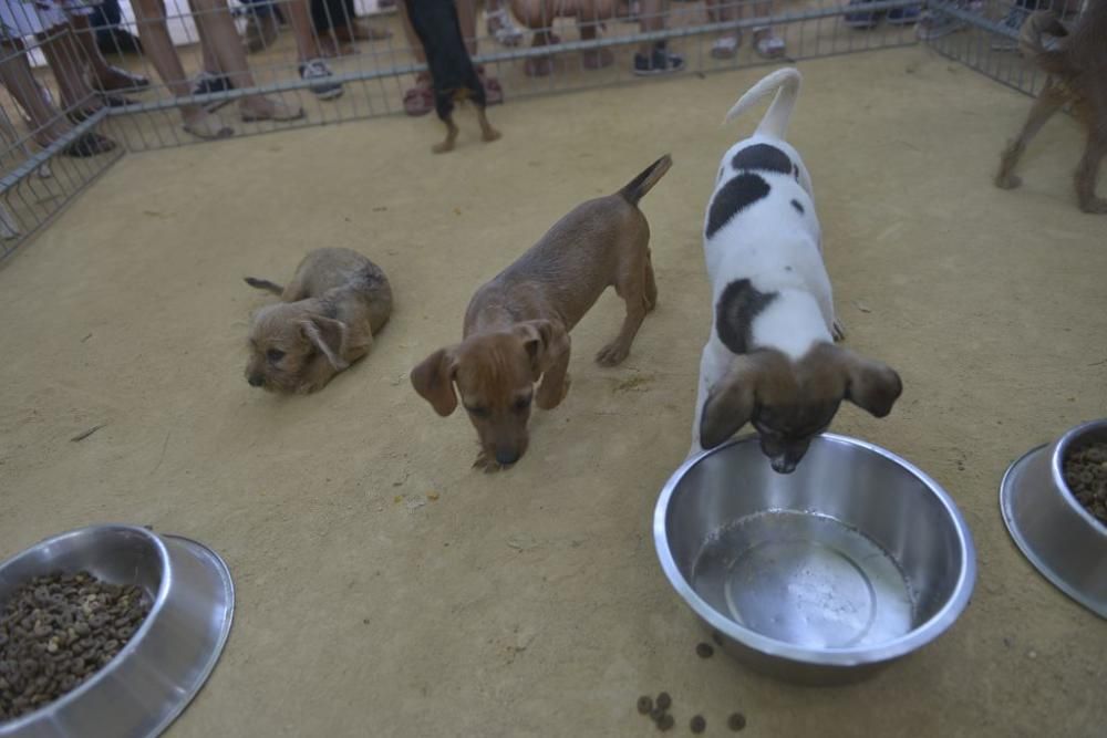 La perrera de Murcia saca sus animales a la calle