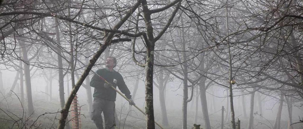 Un trabajador en una pomarada de Ceceda (Nava).