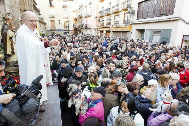 Fotogalería: Fiesta de San Antón