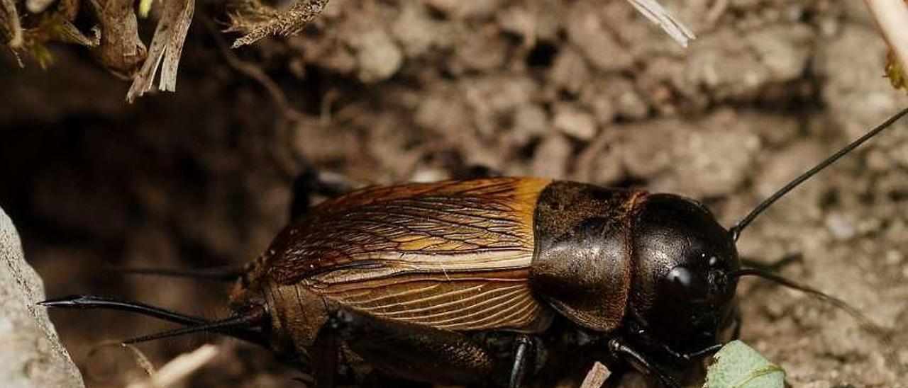 Exemplar de macho de Gryllus campestris L.