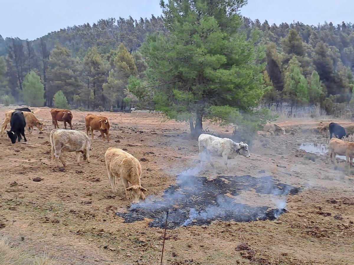 Un grupo de animales cerca de las cenizas en los alrededores de Olba (Teruel)
