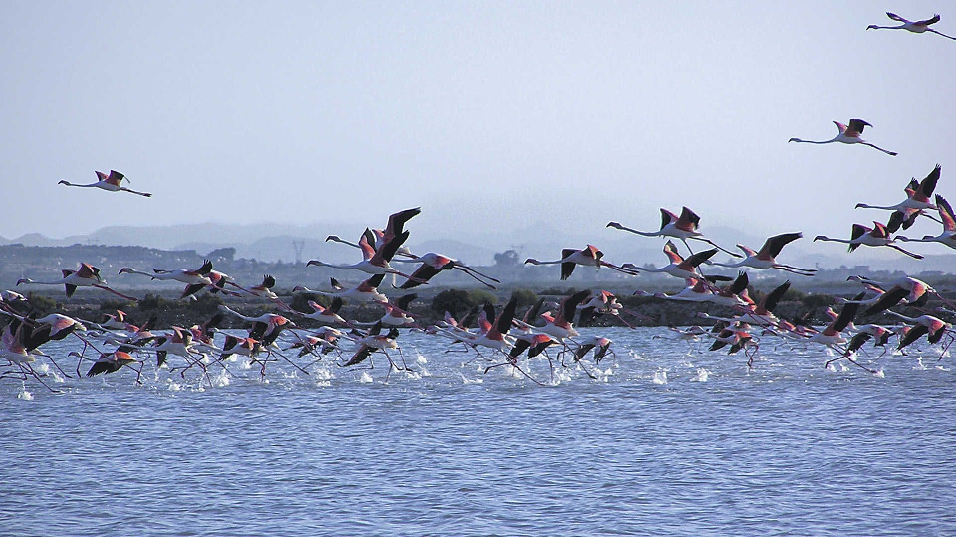 Parque natural de las Salinas de Santa Pola