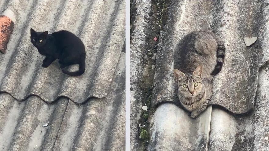 Los otros dos gatos que buscan las voluntarias.