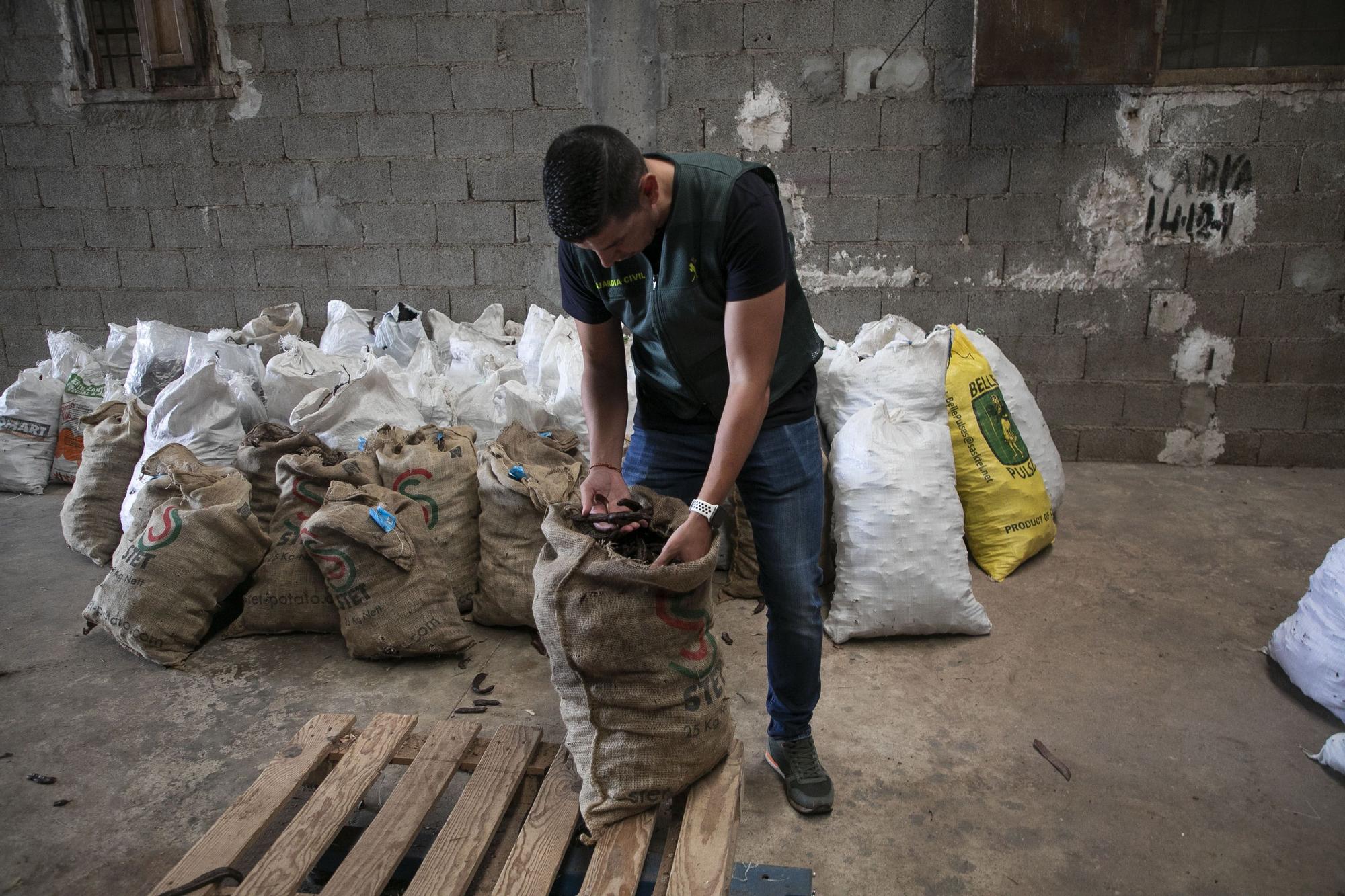 Un hombre descarga 100 kg de algarrobas para vender a un almacén de Alfarp