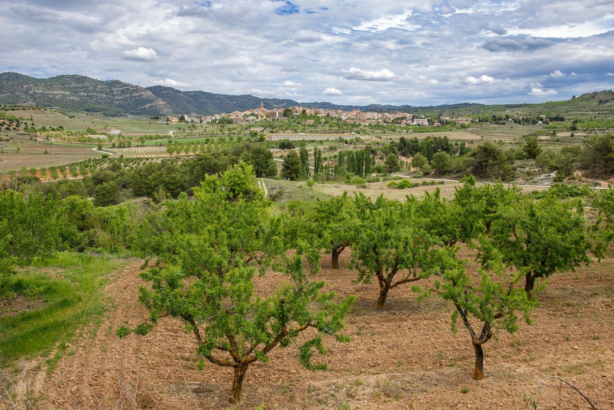 El aceite producido en los campos de Montbrió estan incluidos en la DO Siurana