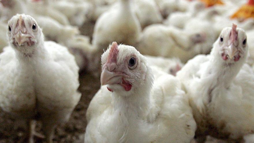 Un grupo de pollos en una granja de Silleda