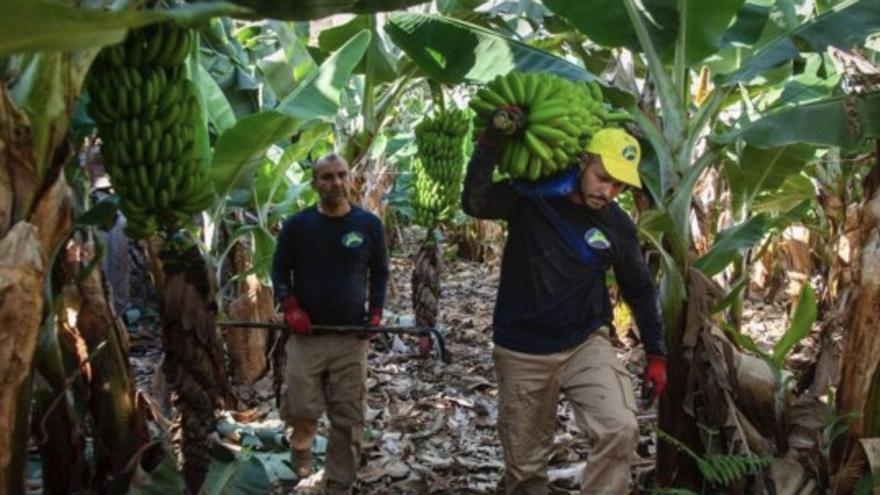 Dos trabajadores en una explotación de plátanos en el Archipiélago. | | LP/DLP