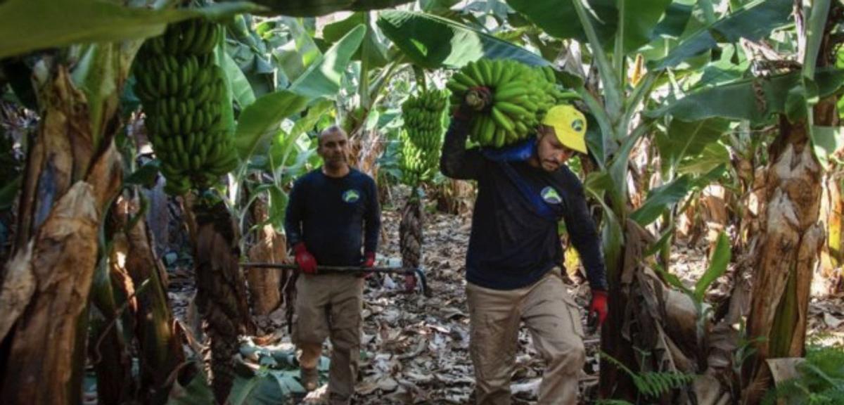 Dos trabajadores en una explotación de plátanos en el Archipiélago. | | LP/DLP