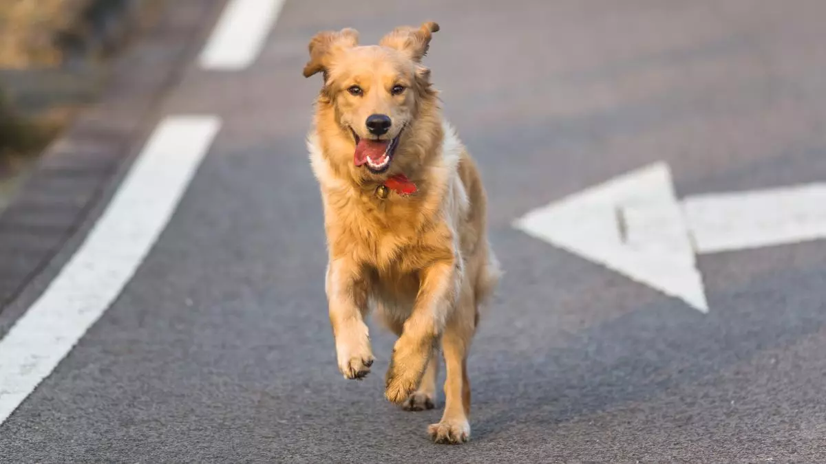 Listado de alimentos prohibidos para los perros