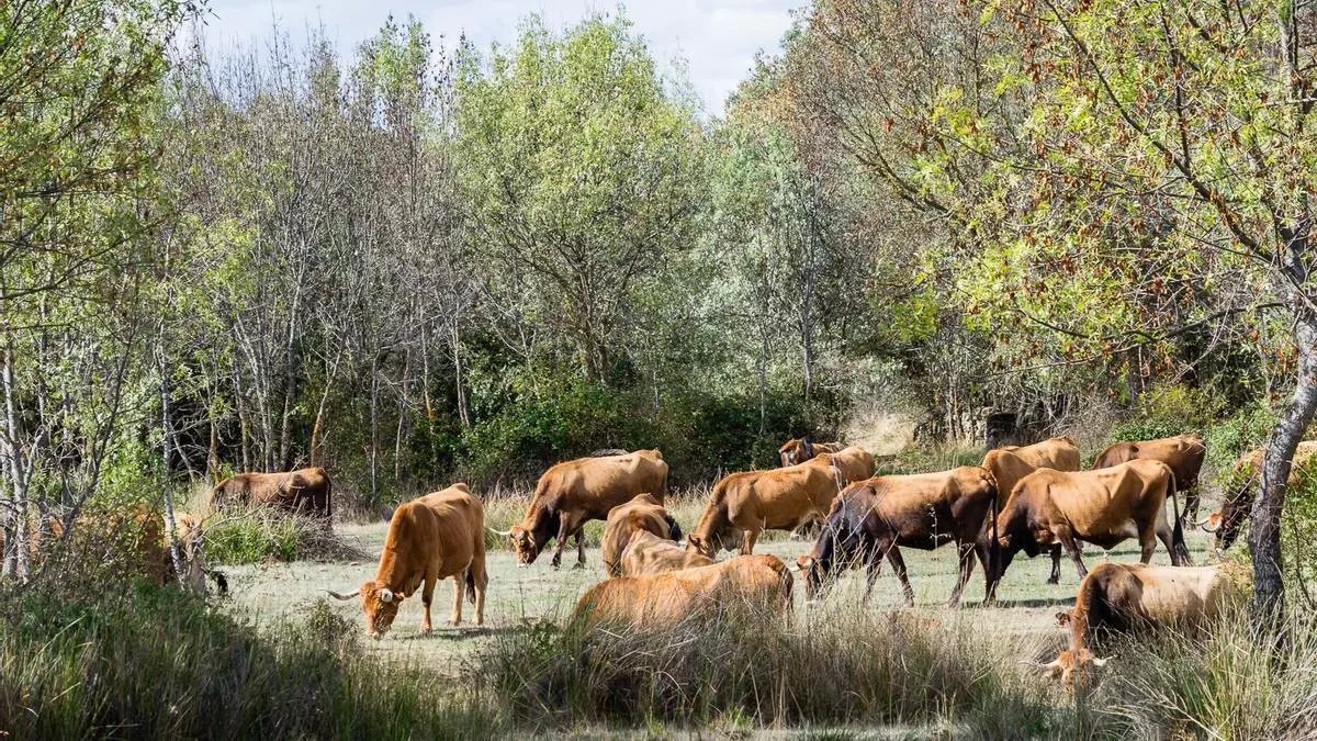 El burro zamorano y la vaca alistana, en extinción en muchos pueblos de Zamora