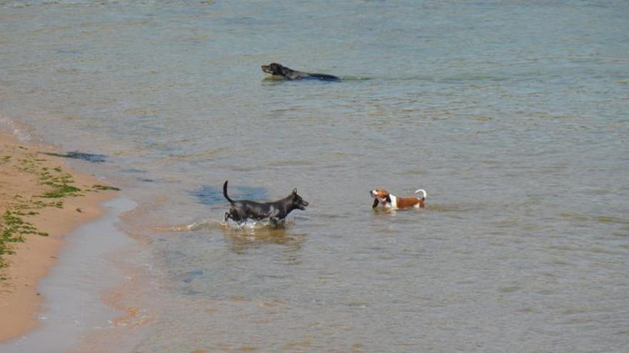 La platja de gossos a l&#039;Escala