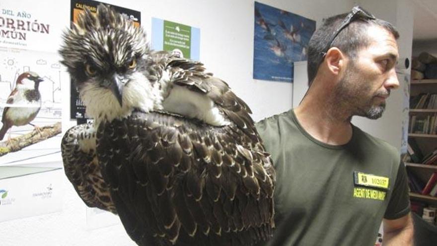 Fallece el águila rescatada en Ibiza