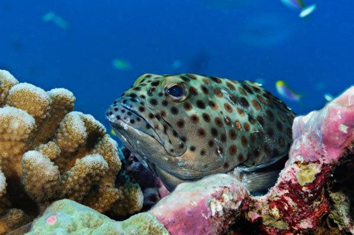 Un mero sobre coral en Kiribati.
