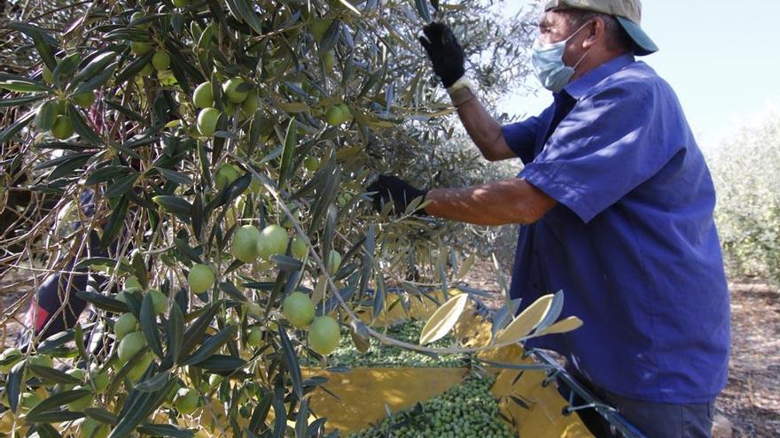 Inicio de la campaña de la aceituna en Córdoba