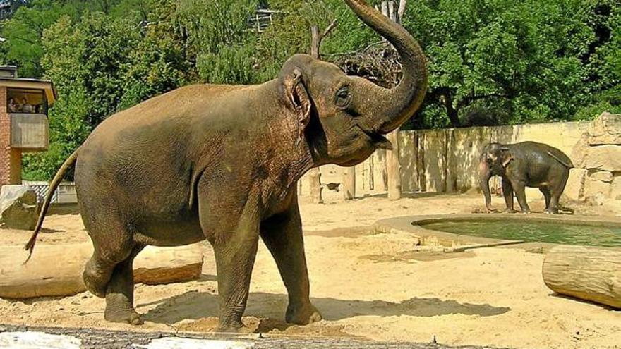 Elefants al recinte exterior de què disposen, al parc zoològic de Praga