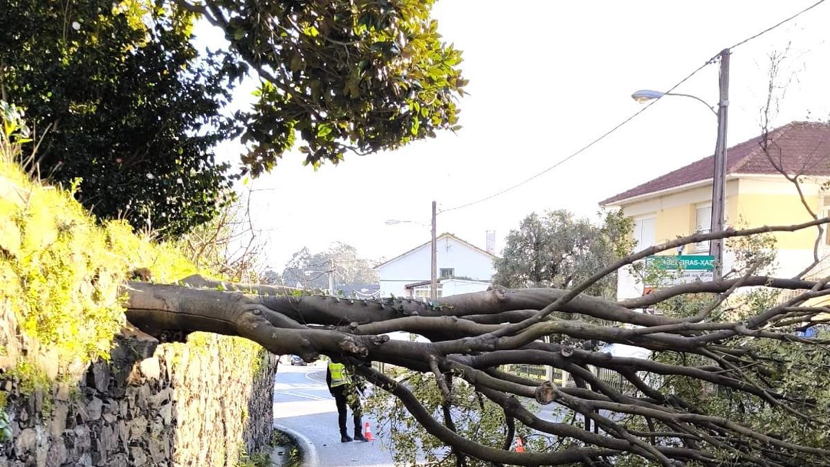 Árbol que dañó el muro municipal del pazo de Arillo y cortó totalmente el tráfico.