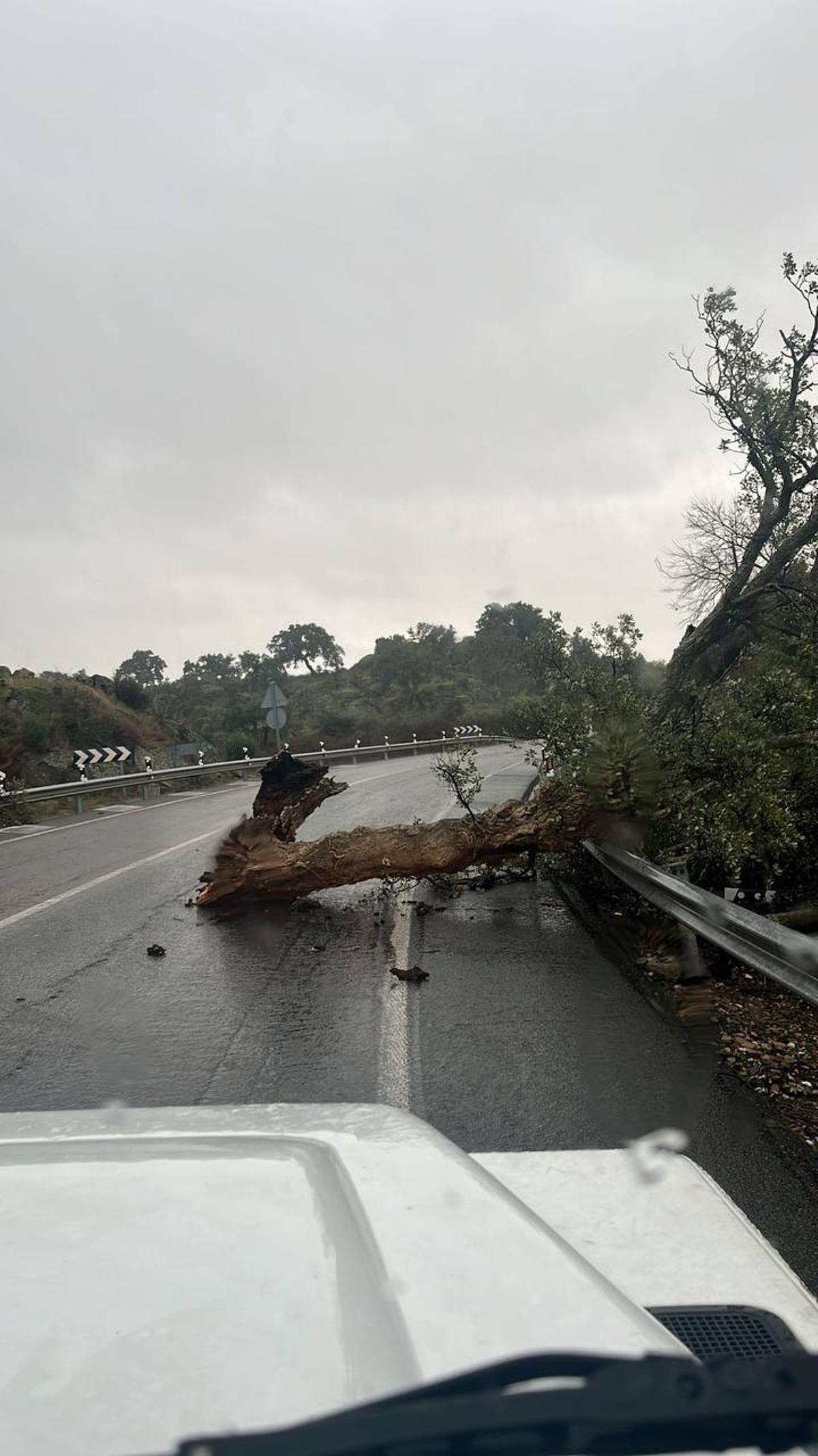 Fotogalería | Un vendaval provoca destrozos en Plasencia Fotogalería | Un vendaval provoca destrozos en Plasencia