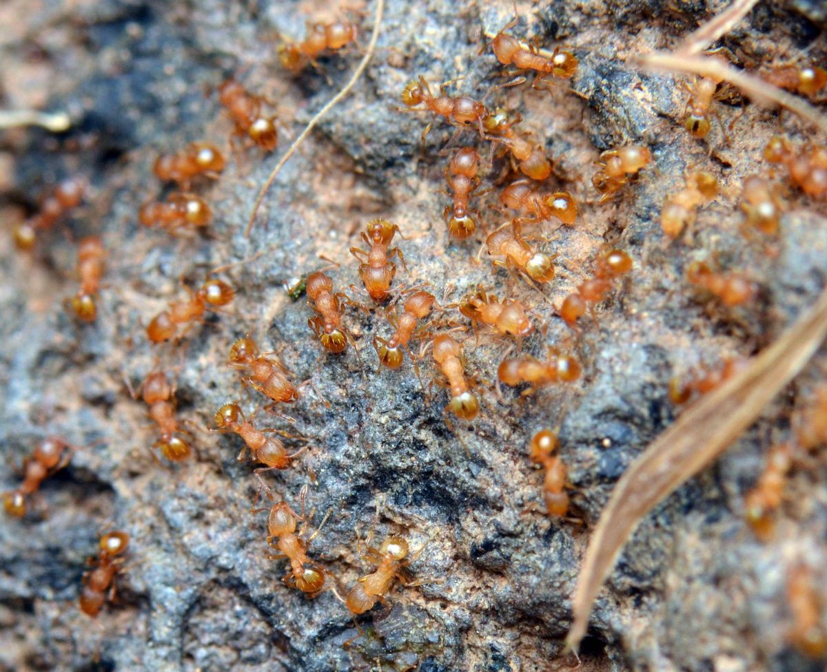 La especie vive en supercolonias de gran densidad de individuos