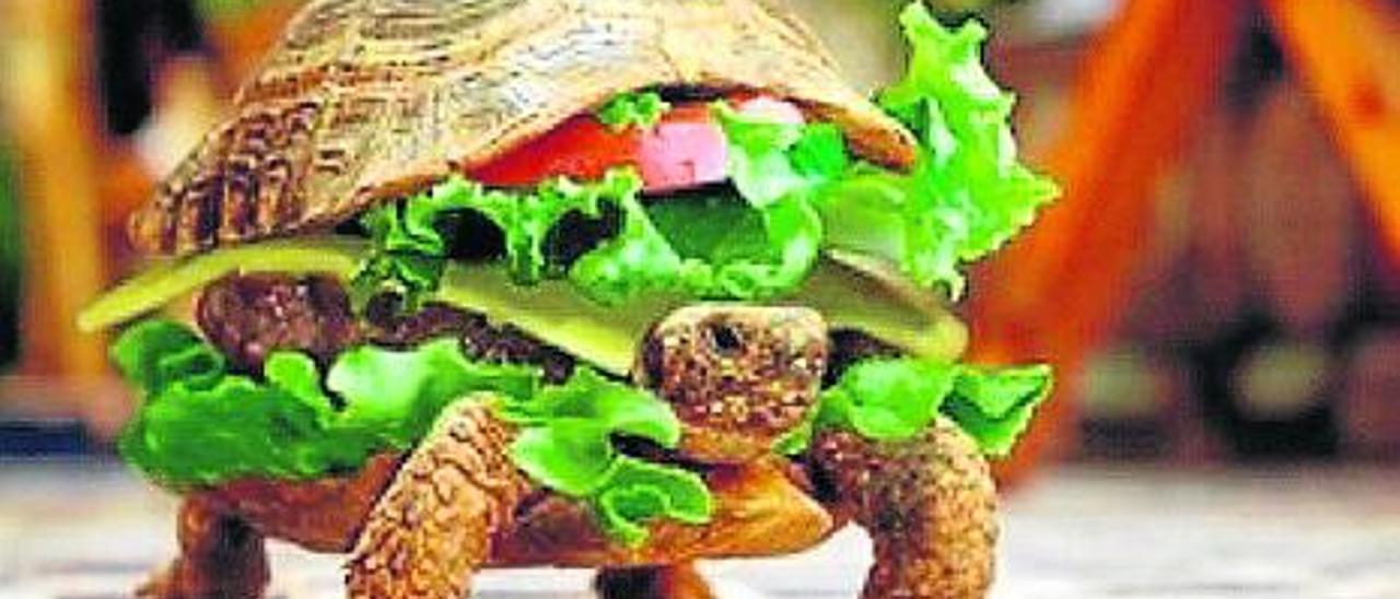 Un chino intenta colar a su tortuga en un avión disfrazada de hamburguesa