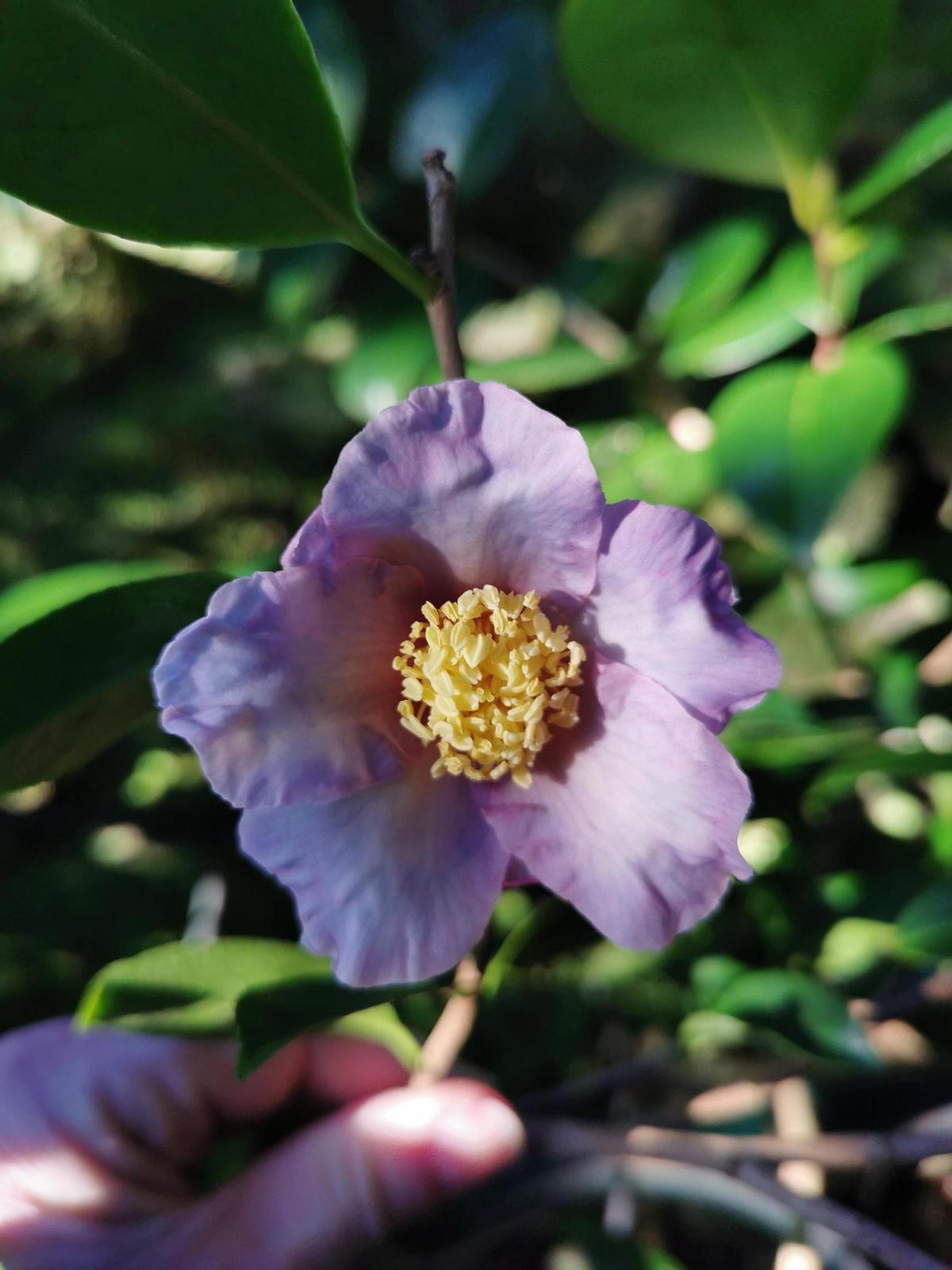 La  camelia híbrida Xinzi es una de las más únicas de su colección.