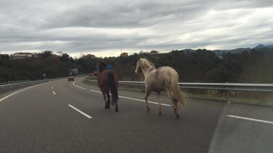 Dos caballos sorprenden a los conductores en la autovía de Gijón a Oviedo