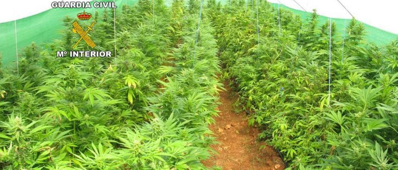 Plantación de marihuana intevenida por la Guardia Civil.